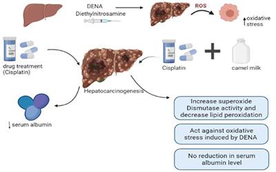 Camel milk protectiveness toward multiple liver disorders: A review